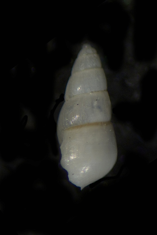 Odostomia